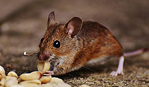 24 Hour & Emergency Exterminators in Cooper, NY